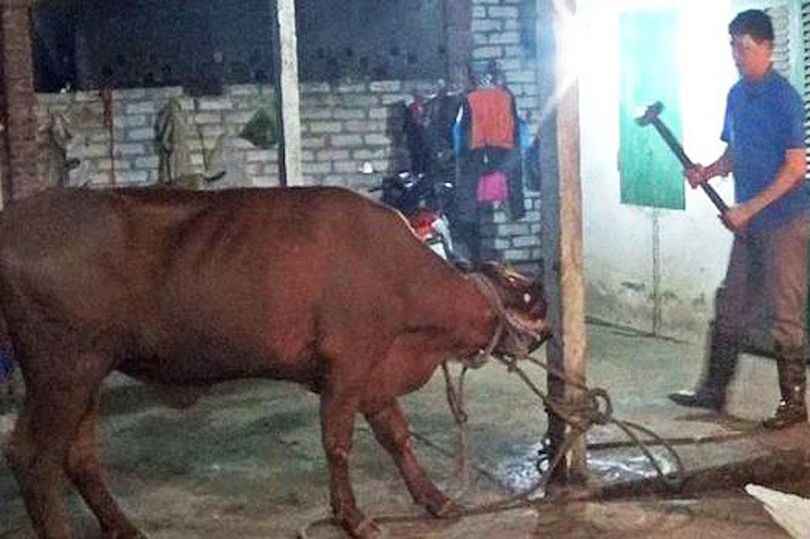 Cattle-being-slaughtered-with-sledgehammers.jpg