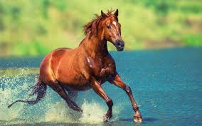 Wild Horse in Blue Water